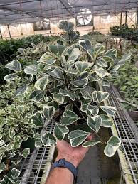 Image result for Ficus triangularis