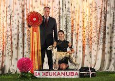 Diseases of the heart, v. 7 Idee Su Kollaps Greyhound And Whippet Whippet Greyhound Levrieri