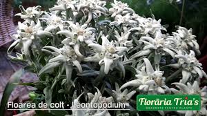 Pentru a afla ofertele si disponibilitatea. Floraria Tria S Floarea De Colt Youtube