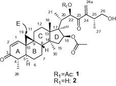 Image result for Neoboutonia melleri