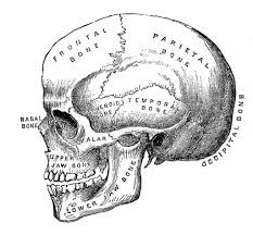 Old anatomy drawing the sternum and ribs jigsaw puzzle. Diagram Gar Skull Diagram Full Version Hd Quality Skull Diagram Gmdiagrams Usrdsicilia It