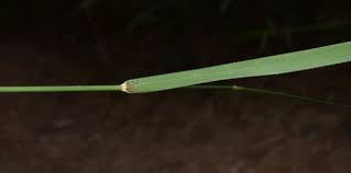 Image result for Arundinella nepalensis