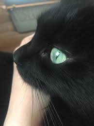 blackcats pics of cute cats pretty cats cute cats