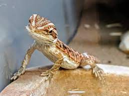 Bearded dragons can come in many what do you need to care for and breed bearded dragons? A Realistic Look At The Cost Of Owning A Bearded Dragon
