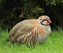 The Legendary Indian Birds Hamsa Chatakas And Chakoras This And That There And Here In this article, we will discuss the names of different birds in the punjabi language. the legendary indian birds hamsa