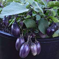Plant Patio Baby Eggplant Eggplant Seeds Baby Eggplant Season Plants