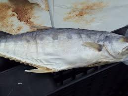 Ikan masin talang (yg lain pon boleh) 2 bawang bombai 1 tometo 3 ulas bawang putih air asam jawa bawang merah kecil cabai. Carmen Kay A On Twitter Teka Ikan Apa