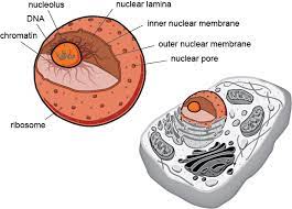 Check spelling or type a new query. Cells Structures In All Eukaryotic Cells Shmoop
