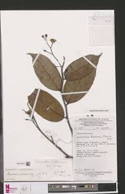 Image result for Scytopetalum pierreanum