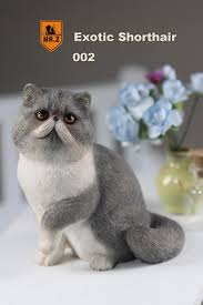 They look like persian's but without the long coat, and are affectionate, sweet cats. Exotic Shorthair Cat Grey