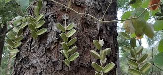 Image result for Baphia bequaertii