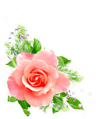Popular And Trending Flower Stickers On Picsart Flower Art Beautiful Rose Flowers Flower Clipart