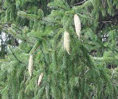 Other articles where norway spruce is discussed: Norway Spruce The Morton Arboretum