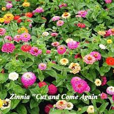 They thrive in hot sun, poor soil and drought conditions. Zinnia Elegans Seeds For Your Butterfly Garden