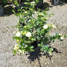 Image result for Pseudomussaenda stenocarpa