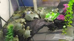 Maka dari itu menjaga kebersihan aquarium adalah hal wajib yang harus anda lakukan. Nih Enam Tips Membersihkan Akuarium Biar Kinclong Dan Ikannya Tetap Sehat Tribun Jabar