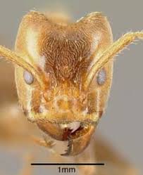 Image result for Anthonotha