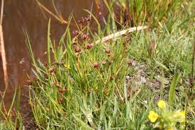 Image result for Juncus lomatophyllus