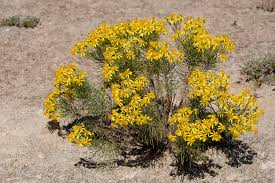 Image result for Senecio ruwenzoriensis