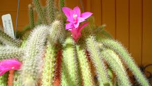 (plant shown is just an example of what's in stock). From Mexican Forests The Rat Tail Cactus No Longer Exists In The Wild