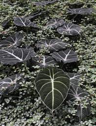 Bei florastore können sie die schönsten blühenden orchideen kaufen, immer in bester qualität! Alocasia Reginula Alokasie