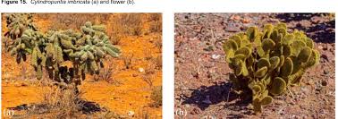 Image result for Plinthus karooicus