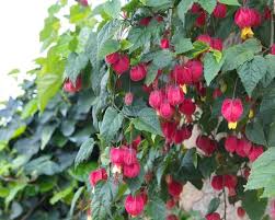 Image result for Abutilon lauraster