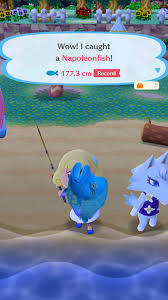 New horizons (acnh) wiki guide. Just Caught This Napoleon Fish It S Shadow Is The Same Size As A Tuna Acpocketcamp