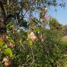 Image result for Hymenocardia