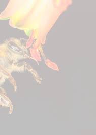 Image result for Hirpicium antunesii