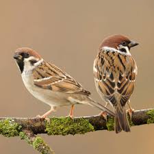 Backyard Birds Of Southern Illinois All About The Tree Sparrow Gardenbird Backyard Birds Wild Birds Beautiful Birds