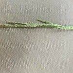 Image result for Urochloa leersioides