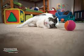 Are you interested in learning more about stainmaster carpets and their pricing? Simply Stainmaster Carpets At Your San Diego Flooring Center