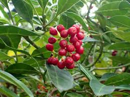 Image result for Psychotria cinerea