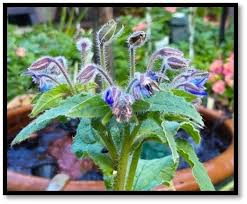 Image result for Borago officinalis