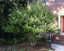 Check spelling or type a new query. Pruning An Overgrown Topiary Johntheplantman Gardening