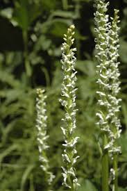 Long stem small white flowers. June 2015 Teton Plants