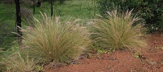 Image result for Cenchrus setaceus