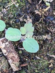 Image result for Hydrolea brevistyla
