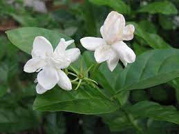 Jasminum Sambac Arabian Jasmine Plant Care And Culture In 2021 Jasmine Plant Arabian Jasmine Jasminum Sambac
