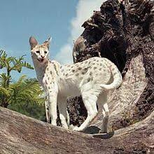 It requires a large, outdoor enclosure and an exotics vet. Serval Wikipedia