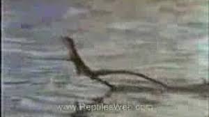 We did not find results for: Jesus Lizard Walk On Water Youtube