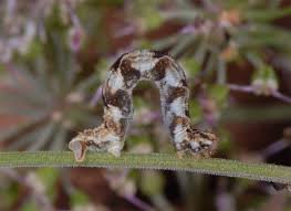 Image result for Eupithecia tripunctaria