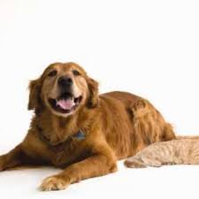 Jetzt eine riesige auswahl an gebrauchtmaschinen von zertifizierten händlern entdecken Ir Seeks Pet Adoption Stories Local Helenair Com