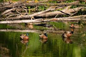 I enjoy trails that i don't have to carefully wat. The Salmon Are Running Review Of Mclane Creek Nature Trail Olympia Wa Tripadvisor