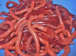 Bilden Sie Ihre Eigenen Essbaren Regenwurmer In 6 Einfachen Schritten Kuche Gruseliges Halloween Essen Gelee Wurmer Lebensmittel Essen