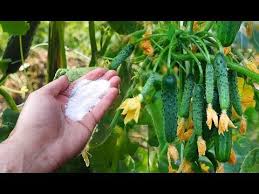 сад огород своими руками огурцы от а до я Ogurcy Budut Plodonosit Do Samoj Zimy Esli Sdelat Takuyu Podkormku Ogurcov Uspevaj Sobirat Urozhaj Youtube V 2020 G Domashnie Podelki Sadovye Idei Domashnie Sady