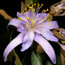 Image result for Grewia stolzii