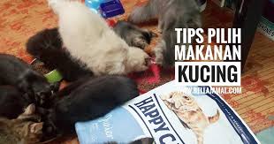 Ada juga hotel puri melaka yang bergaya oriental nan unik. Tips Memilih Makanan Kucing Cat Food Ini Adalah Bellarina Natasya