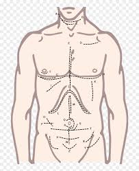 Altogether, the skeleton makes up about 20 percent of a person's body weight. Incisions Of The Torso Upper Body Male Diagram Clipart 5275665 Pikpng